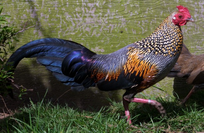 greyjunglefowl